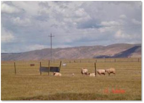 西藏高寒草地合理放牧与保护关键技术及应用