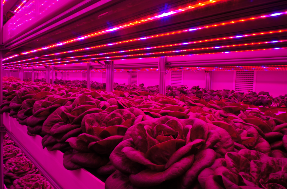 高光效低能耗LED智能植物工厂关键技术及系统集成