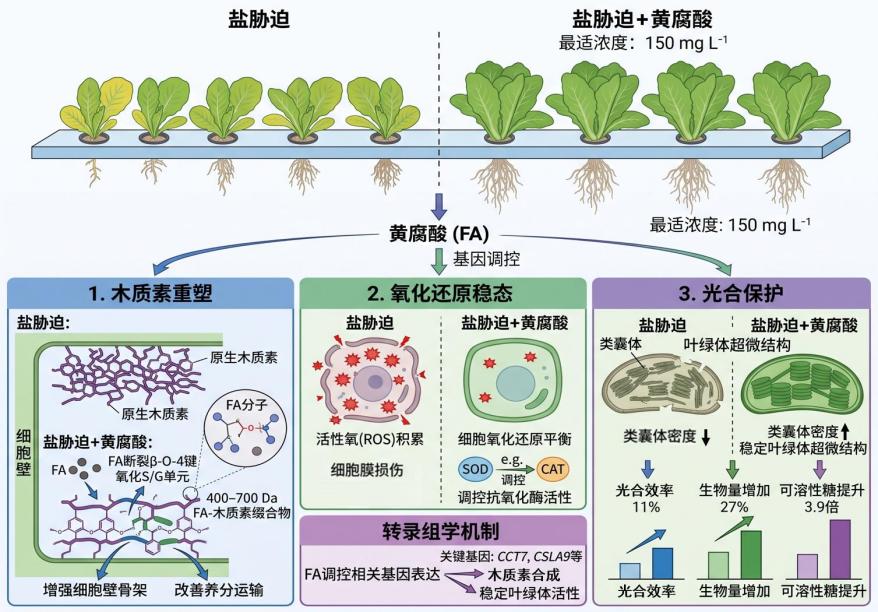 植物源黄腐酸让作物抗逆能力更强大