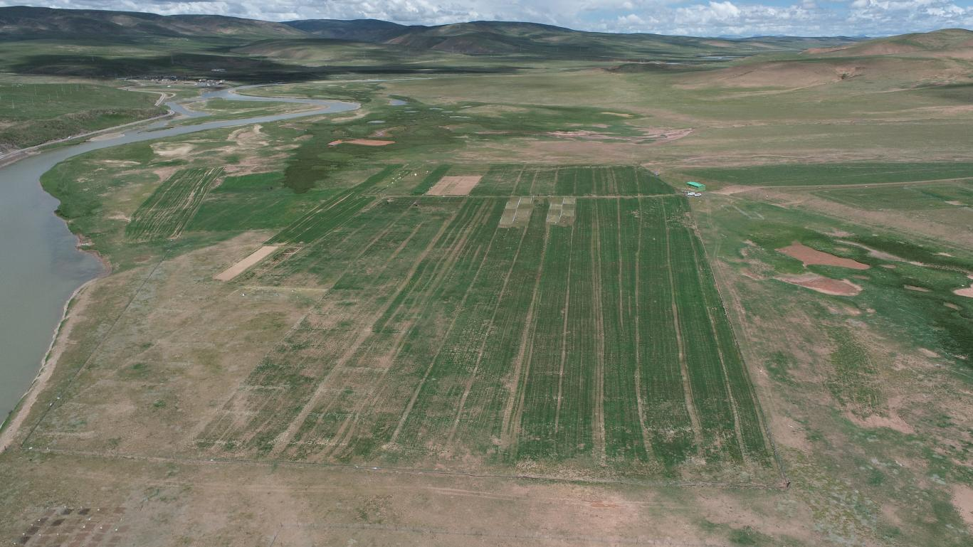 成果7图片-高寒牧区退化草地生态修复技术效果示意图  Ecological Restoration of Degraded Grasslands in Alpine Pastoral Regions.png