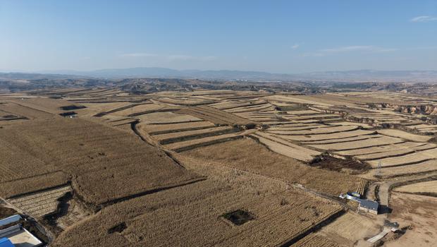 成果2图片:山西寿阳万亩春玉米技术示范区场景 (1).jpg